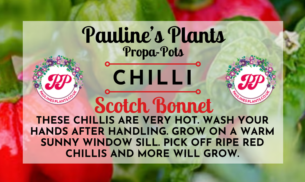 Propa-pot - Grow your own Scotch Bonnet Chilli plants