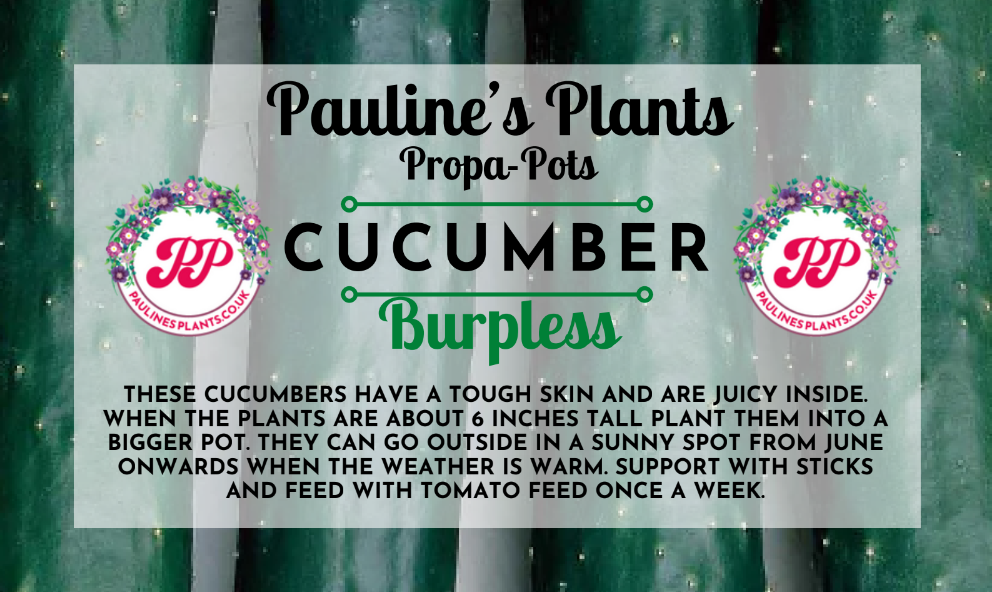 Propa-pot - Grow your own Cucumber plants
