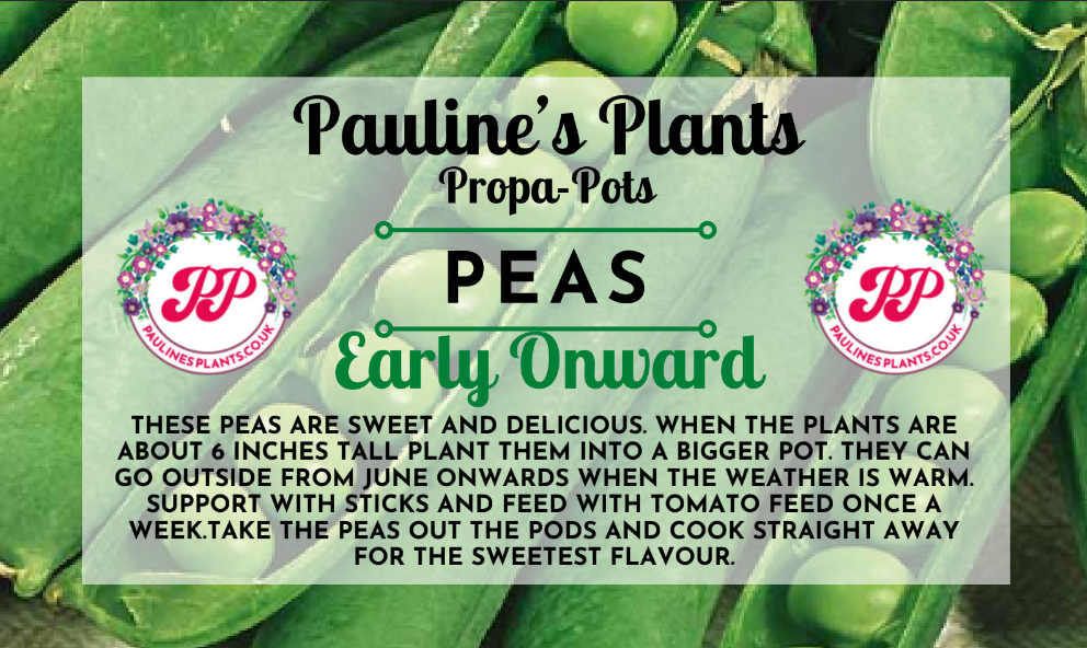 Propa-pot - Grow your own Pea plants