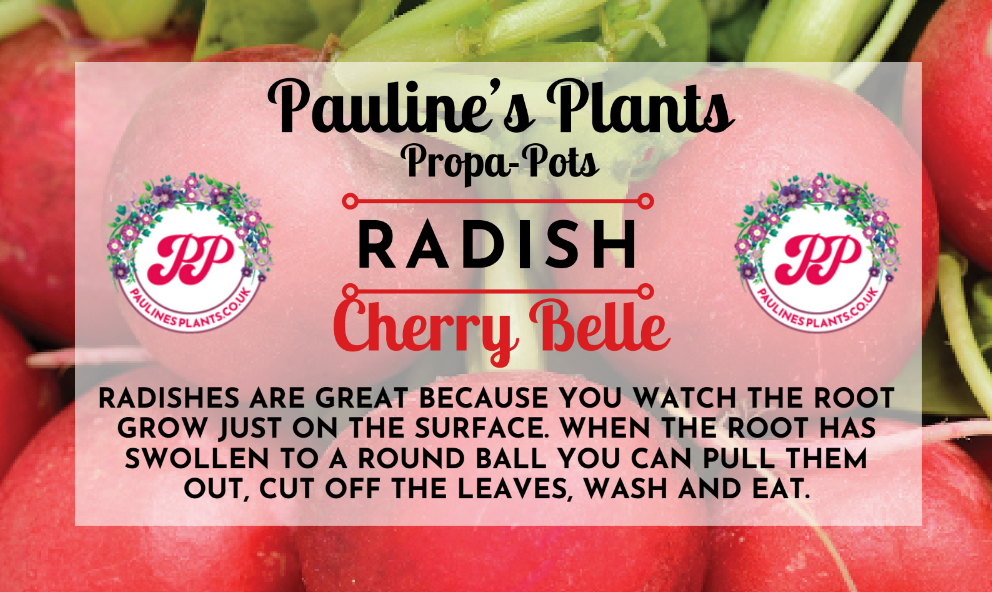 Propa-pot - Grow your own Radish