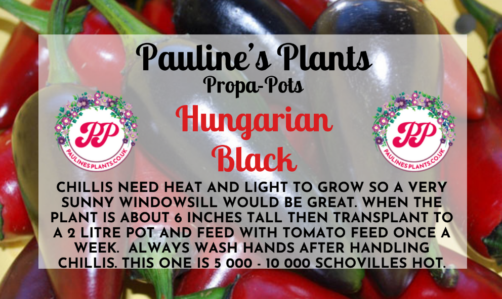 Propa-pot - Grow your own Hungarian Black Chilli plants