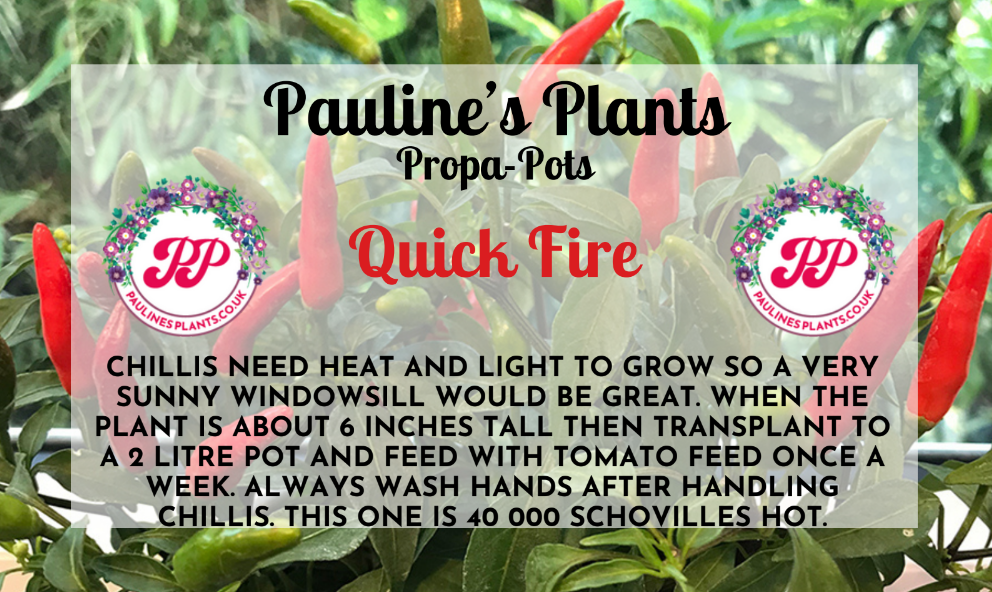 Propa-pot - Grow your own Quick Fire Chilli plants