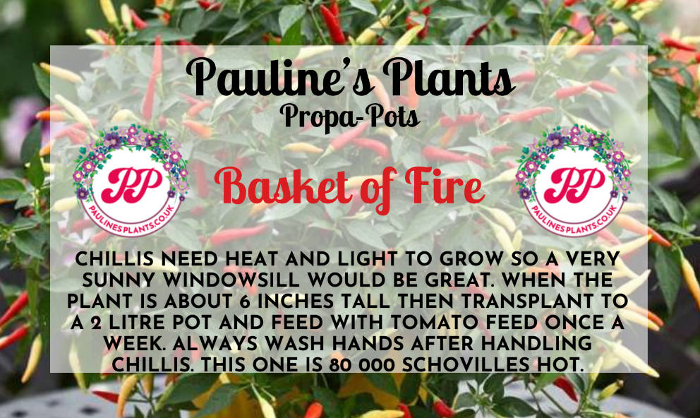 Propa-pot - Grow your own Basket of Fire Chilli plants
