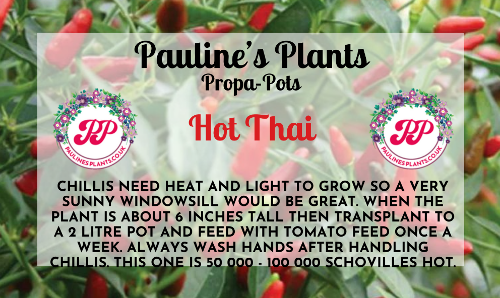 Propa-pot - Grow your own Hot Thai Chilli plants