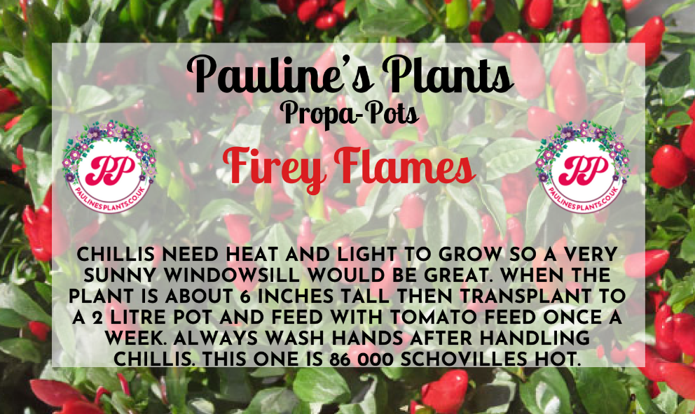 Propa-pot - Grow your own Firey Flames Chilli plants