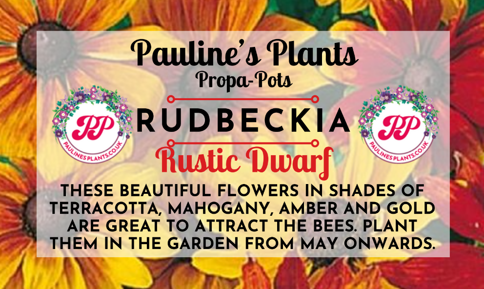 Propa-pot - Grow your own Rudbeckia flowers for bees