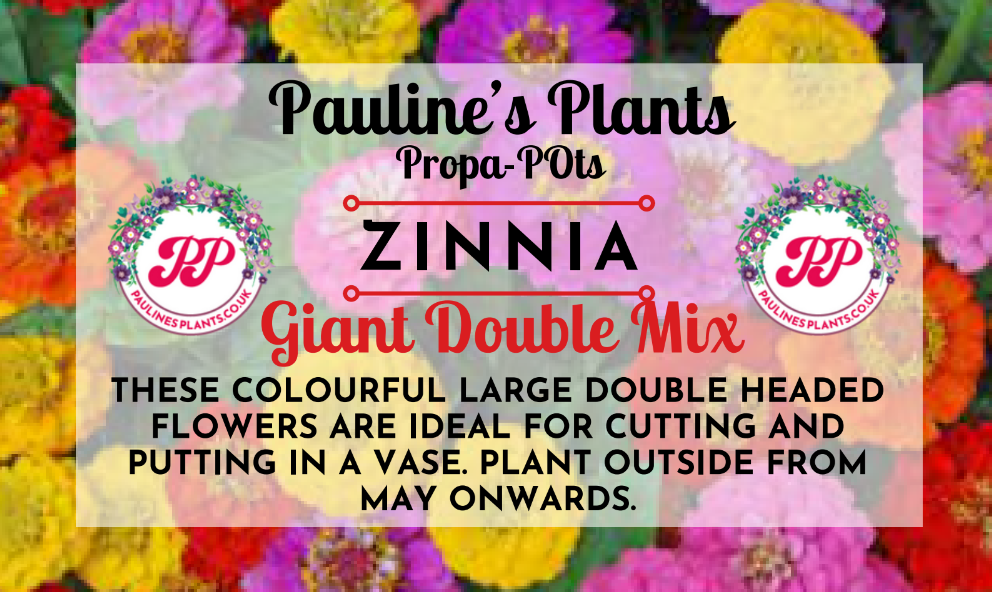 Propa-pot - Grow your own Zinnia flowers for bees
