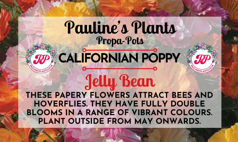 Propa-pot - Grow your own California Poppies (Jelly Beans) flowers for bees