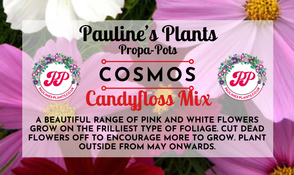 Propa-pot - Grow your own Cosmos flowers for bees