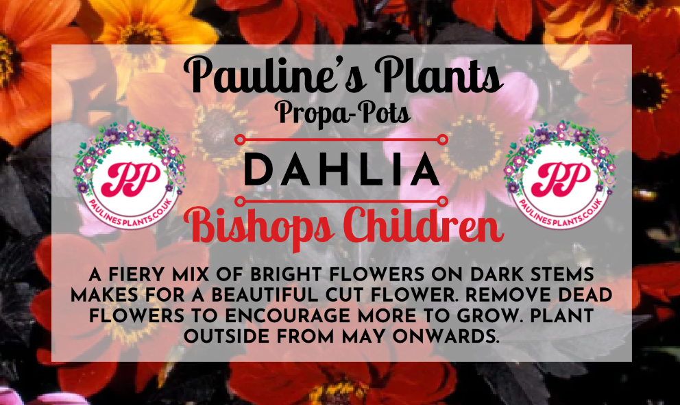 Propa-pot - Grow your own Dahlia (Bishops children) flowers for bees