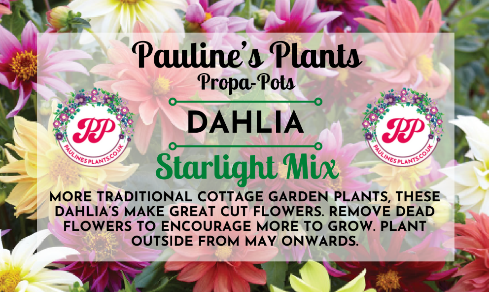 Propa-pot - Grow your own Dahlia (Starlight) flowers for bees