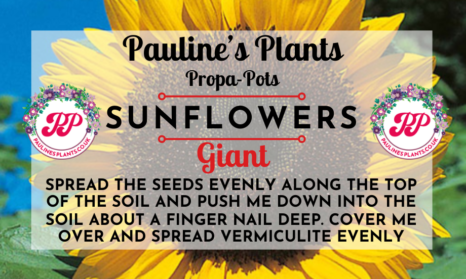 Propa-pot - Grow your own Giant Sunflowers