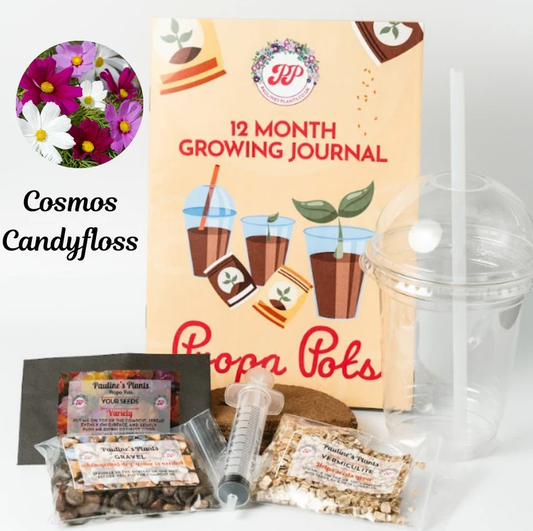 Propa-pot - Grow your own Cosmos flowers for bees