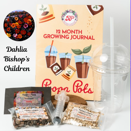 Propa-pot - Grow your own Dahlia (Bishops children) flowers for bees