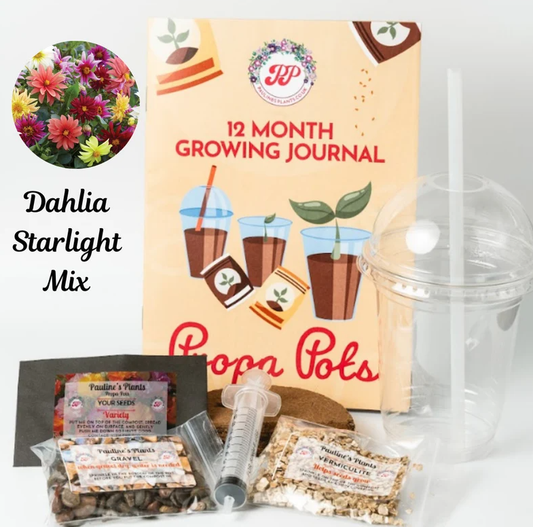 Propa-pot - Grow your own Dahlia (Starlight) flowers for bees