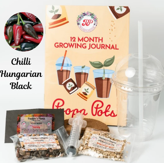 Propa-pot - Grow your own Hungarian Black Chilli plants