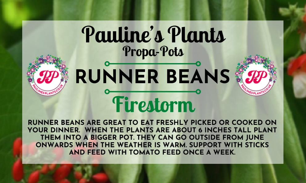 Propa-pot - Grow your own Runner Beans